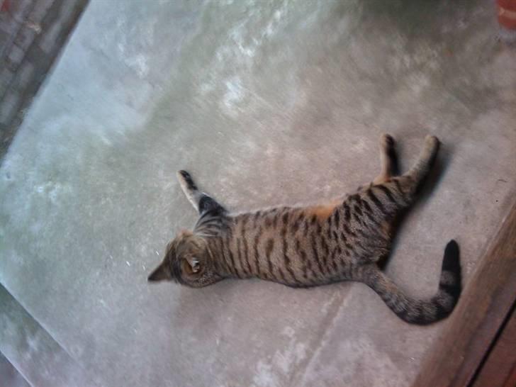 Huskat Sofine billede 5