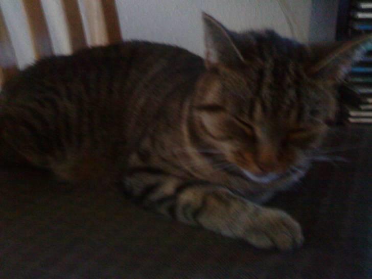 Huskat Sofine billede 6