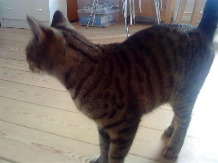 Huskat Sofine billede 7