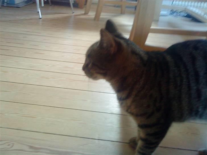 Huskat Sofine billede 8