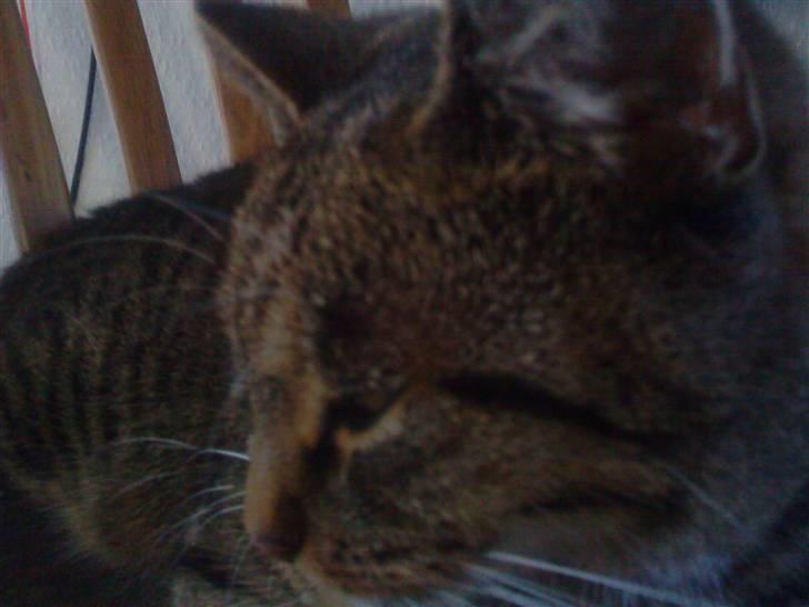 Huskat Sofine billede 9