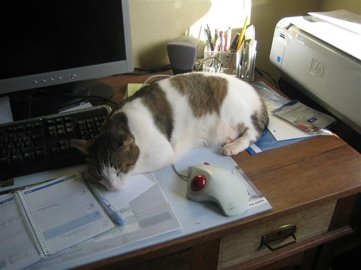 Huskat Meli billede 11