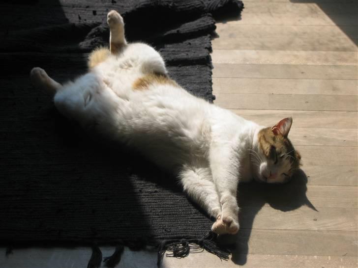 Huskat Meli billede 12