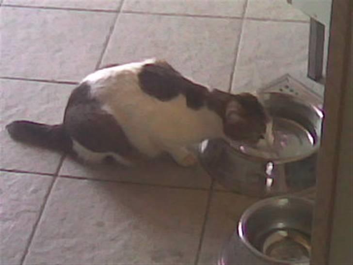 Huskat Meli billede 13