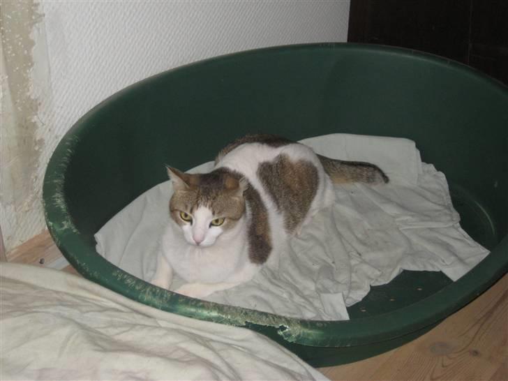 Huskat Meli billede 14