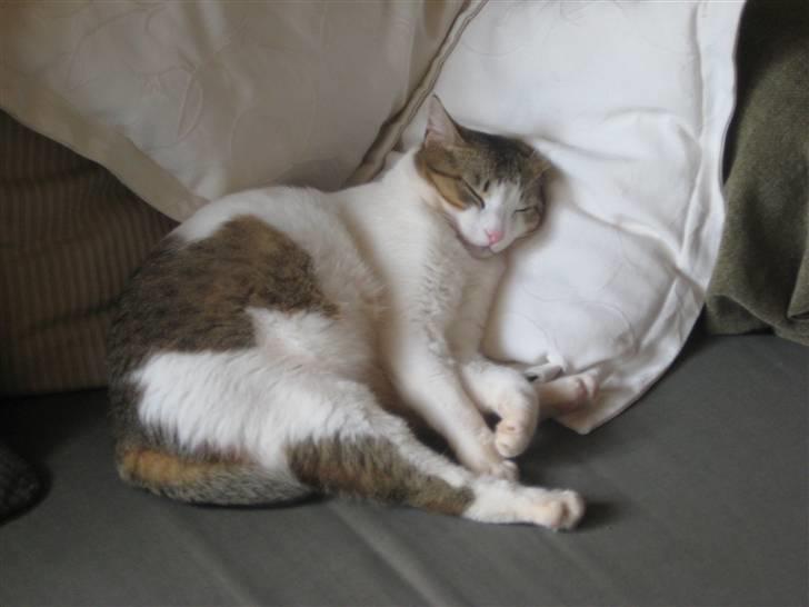 Huskat Meli billede 15