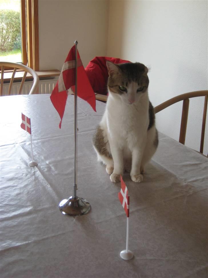 Huskat Meli billede 16