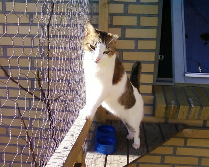 Huskat Meli billede 17