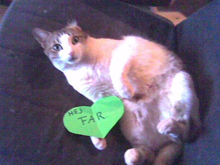 Huskat Meli billede 18