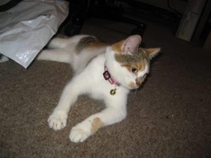 Huskat SaraPhina - Alt hva der kan kravles ind i er godt, her var det en plastpose! billede 1