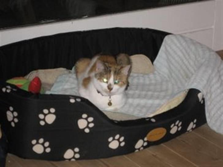 Huskat SaraPhina - En hundekurv er god at ligge !i billede 2