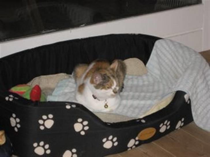 Huskat SaraPhina billede 3