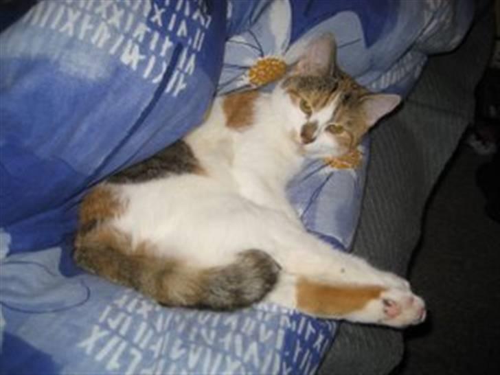 Huskat SaraPhina - Man er vel en livsnyder? billede 4