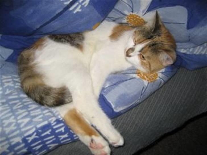 Huskat SaraPhina - Er jeg ikke bare dejlig? billede 5