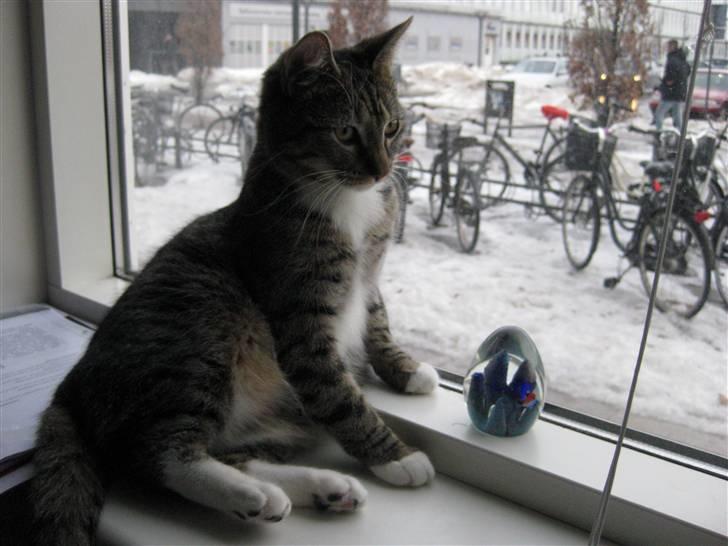 Huskat Mille billede 8