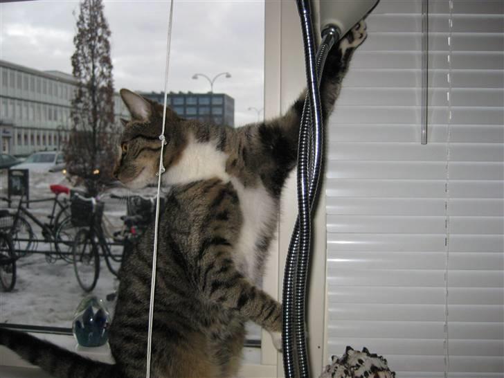 Huskat Mille billede 9