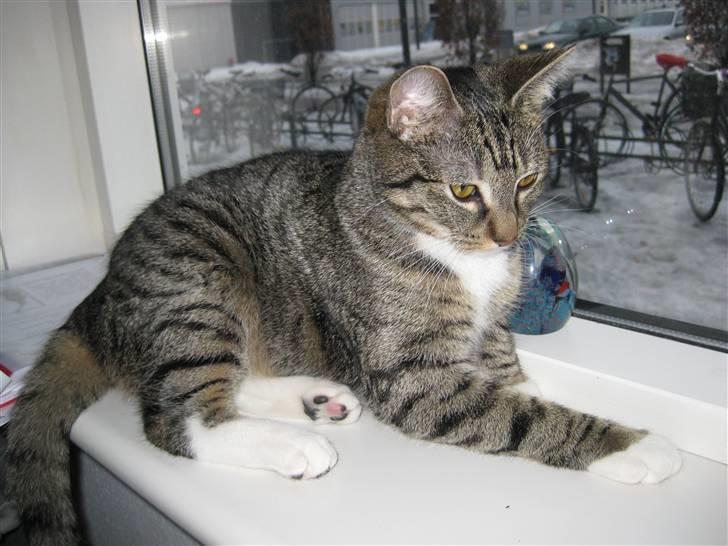 Huskat Mille billede 10