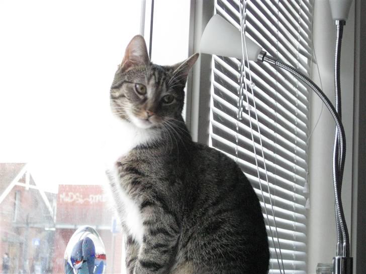 Huskat Mille billede 11