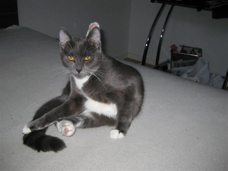 Huskat Nala billede 15