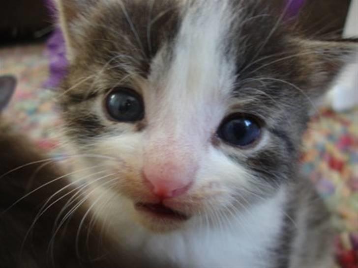 Blanding af racer Felex billede 1