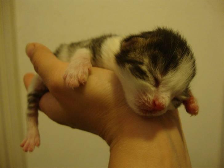 Blanding af racer Felex billede 2