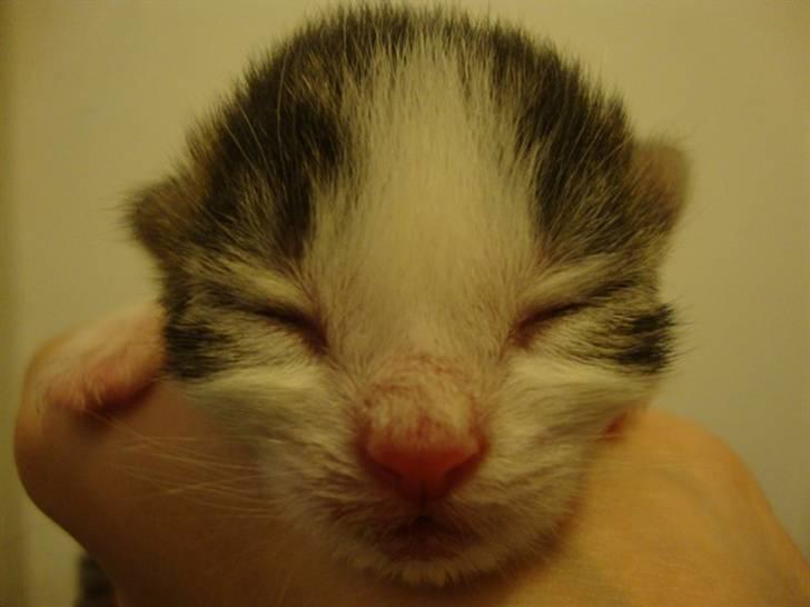 Blanding af racer Felex billede 3