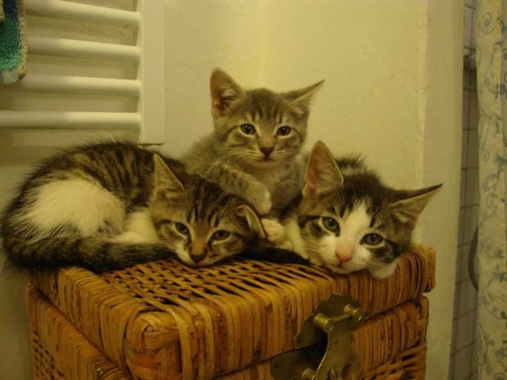 Blanding af racer Felex billede 4