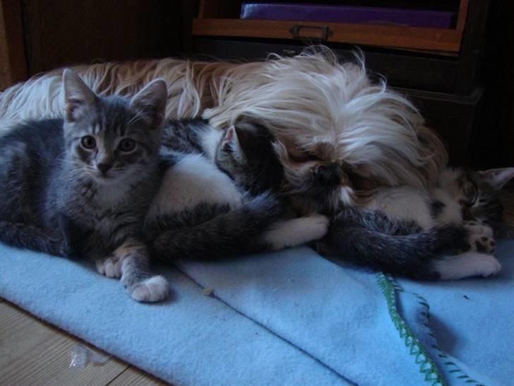 Blanding af racer Felex billede 5