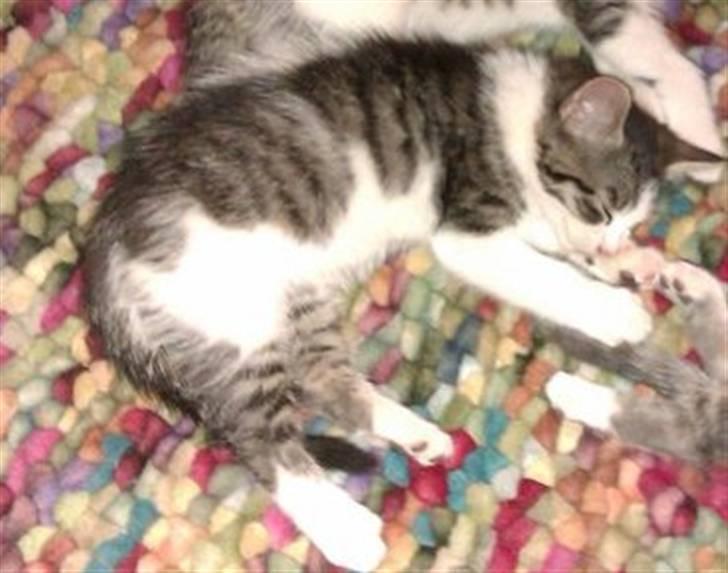 Blanding af racer Felex billede 6