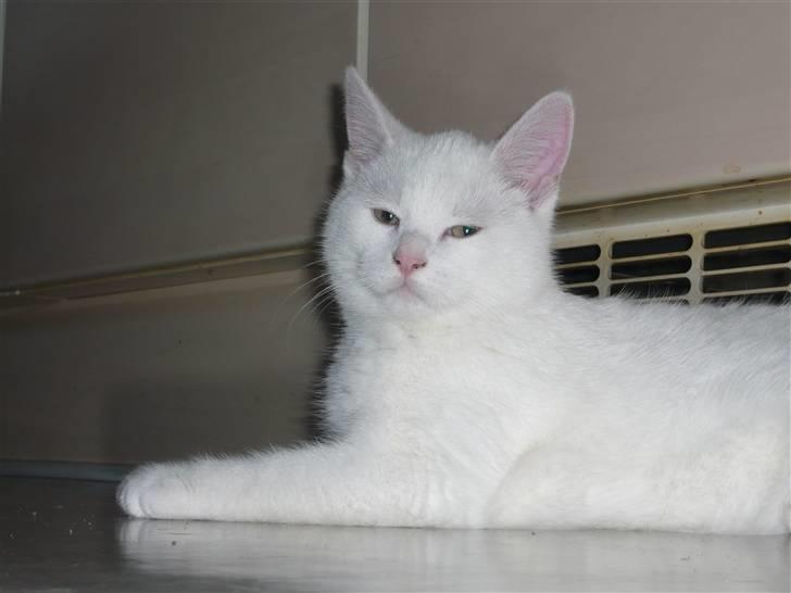 Huskat Missen - Da han var killing billede 2