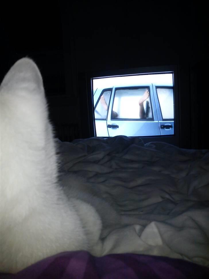 Huskat Missen - Morgen hygge i sengen med fjernsyn.. =) billede 3