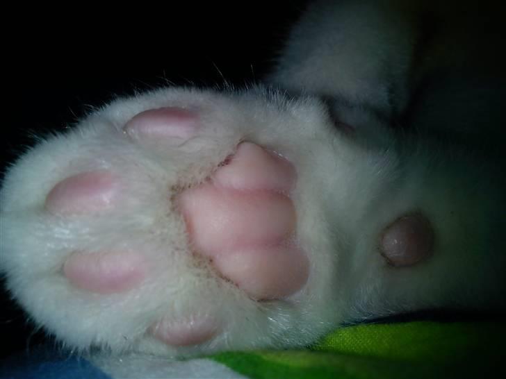 Huskat Missen billede 4