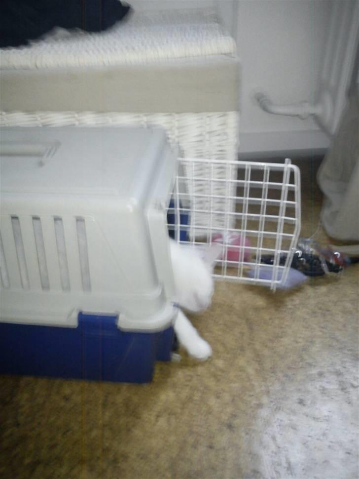 Huskat Missen - Tror missen er lidt træt?  billede 5