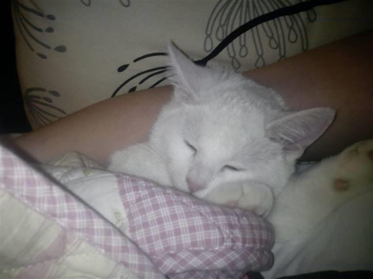 Huskat Missen billede 6