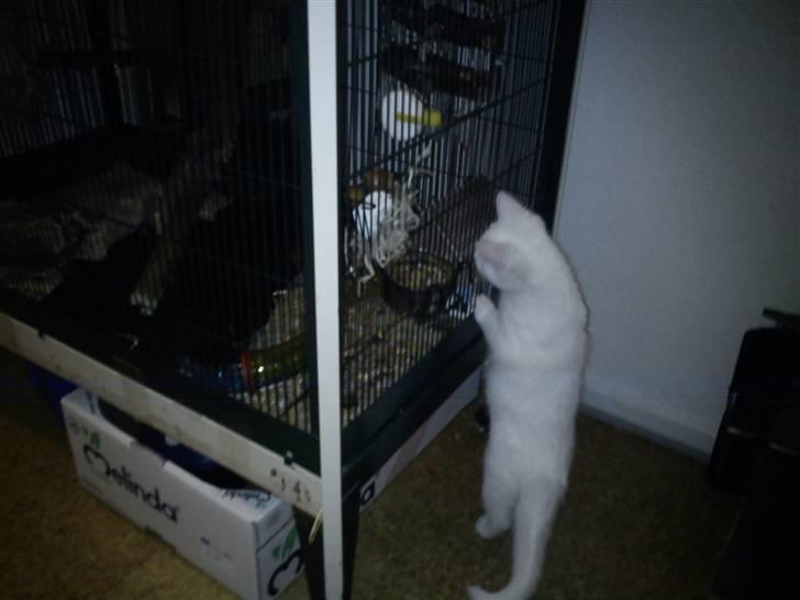 Huskat Missen billede 7