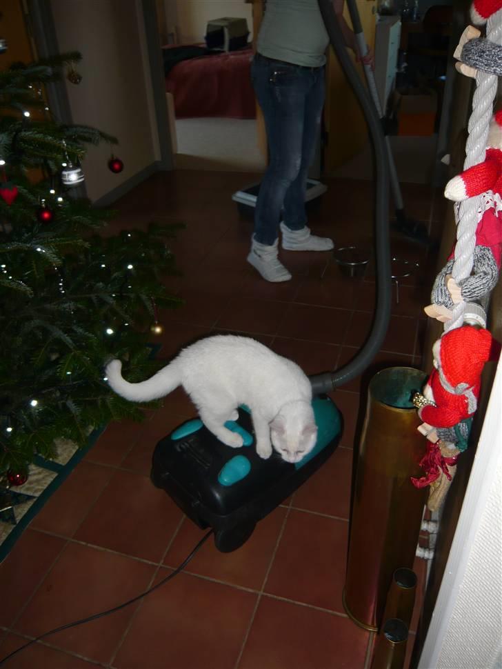 Huskat Missen - Da Missen er døv, er han ikke bange for støvsugeren, så han hjælper gerne til.. =)  billede 8