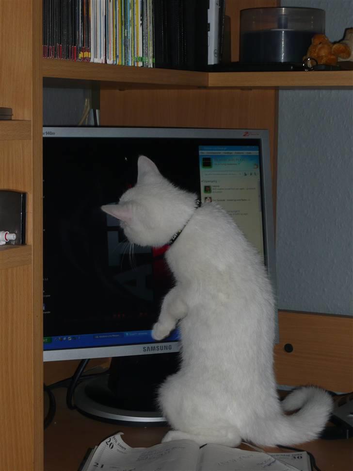 Huskat Missen - Han elsker at fange musen.. ;)  billede 9