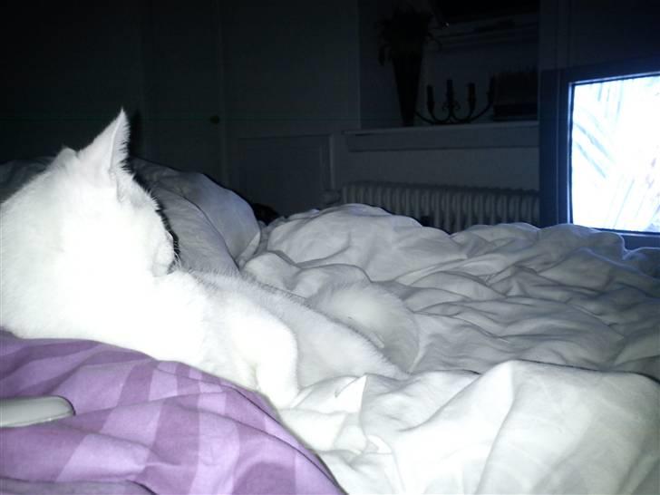 Huskat Missen - Missen elsker og se fjernsyn..  billede 10