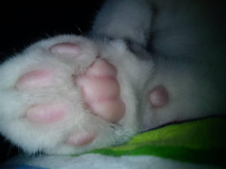 Huskat Missen billede 11