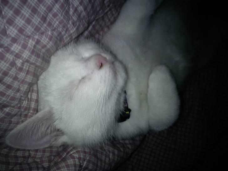 Huskat Missen billede 12