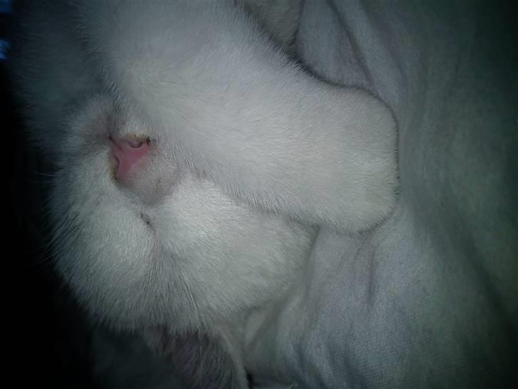 Huskat Missen billede 13