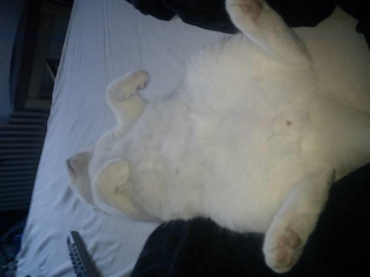 Huskat Missen - Så flader vi ud! billede 14