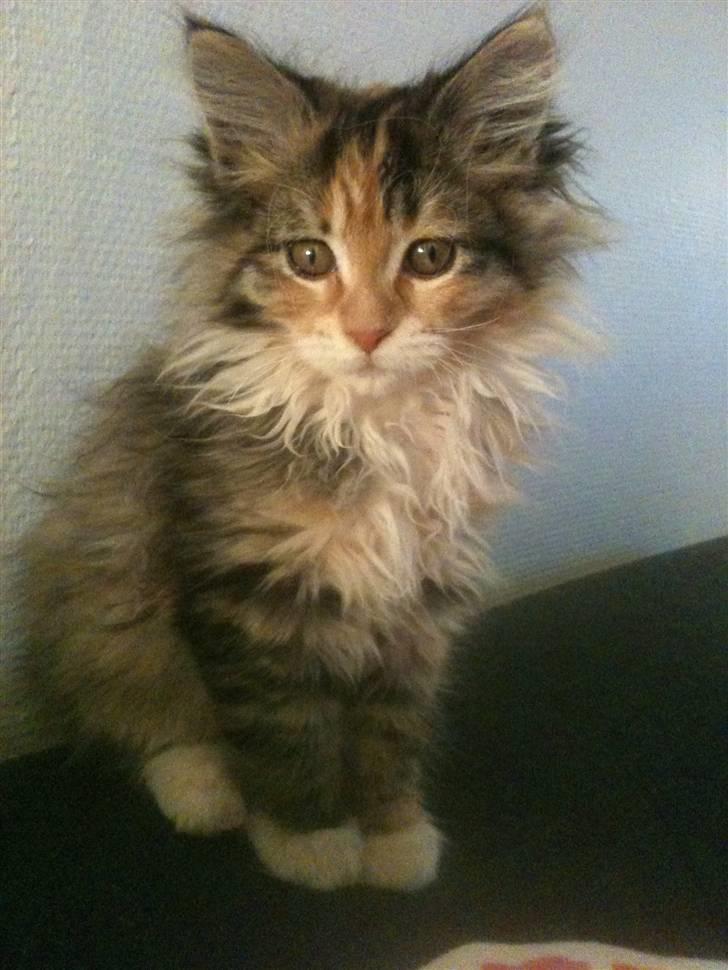 Maine Coon Sakagewea billede 3