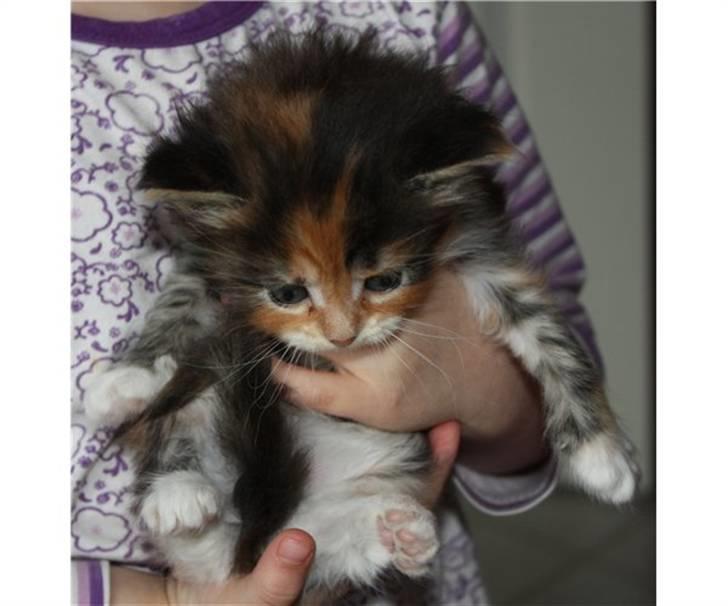 Maine Coon Sakagewea billede 1