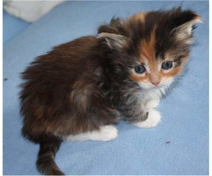 Maine Coon Sakagewea - kun 10 uger billede 2