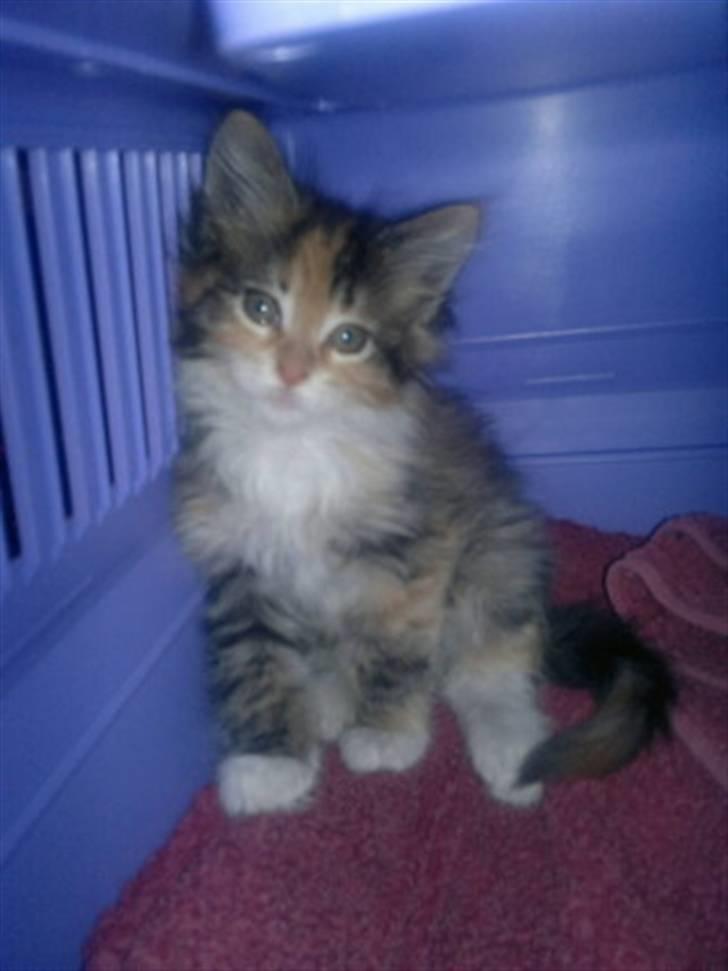 Maine Coon Sakagewea billede 4