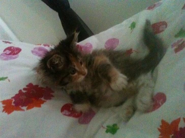 Maine Coon Sakagewea billede 5