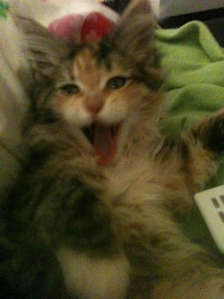 Maine Coon Sakagewea billede 6