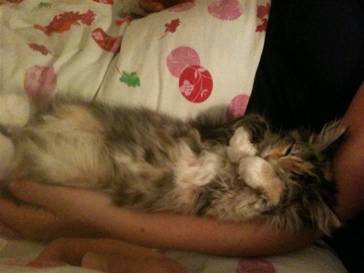 Maine Coon Sakagewea billede 7