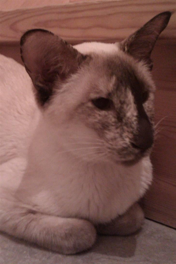 Siameser DK Skuld Freja billede 1